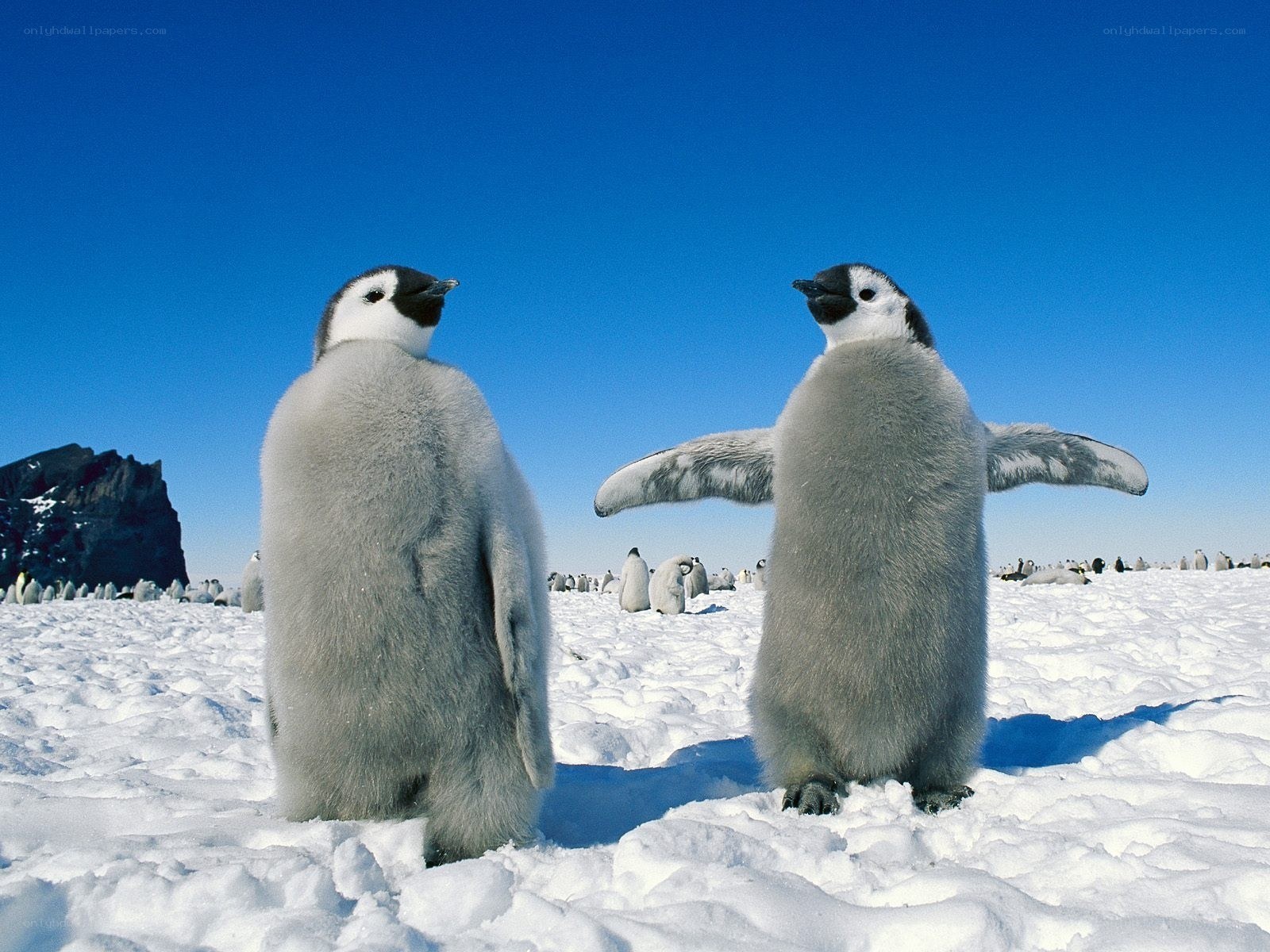 Penguin chicks on ice