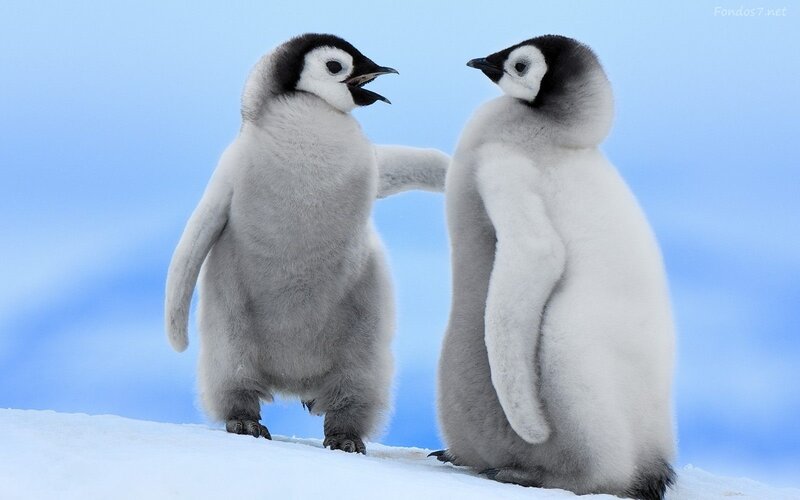 Penguin Chicks on Snow — Blue
