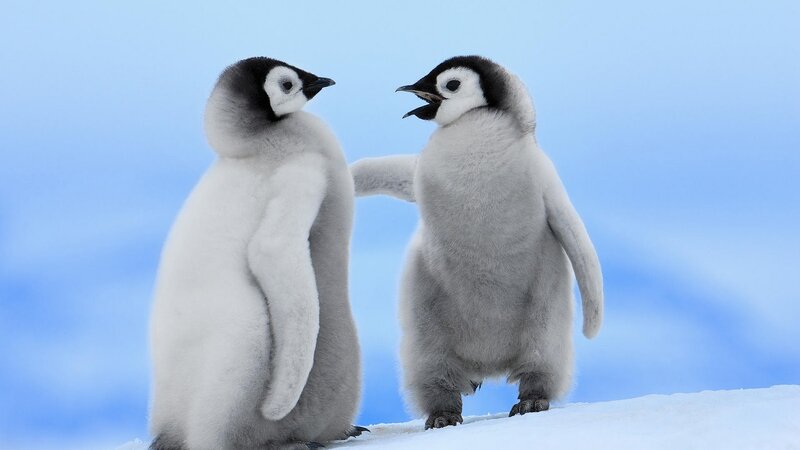 Penguin Chicks on Snow — White, Calm