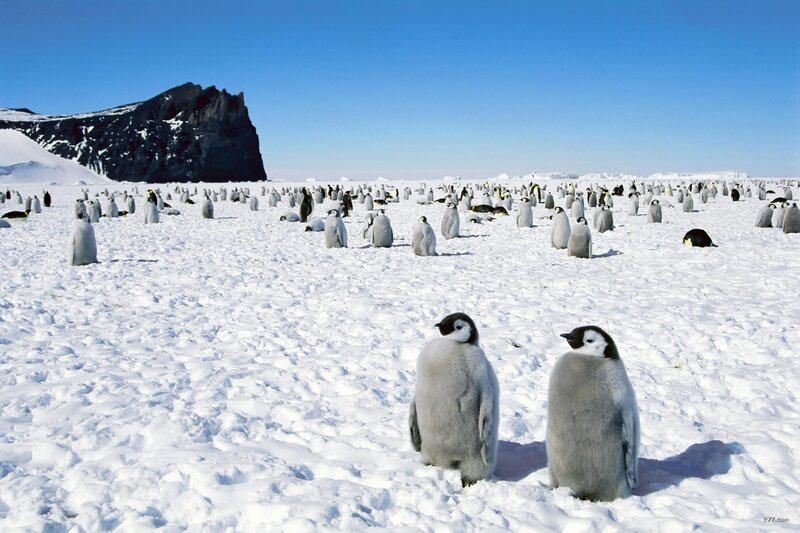 Penguin chicks on snowy landscape