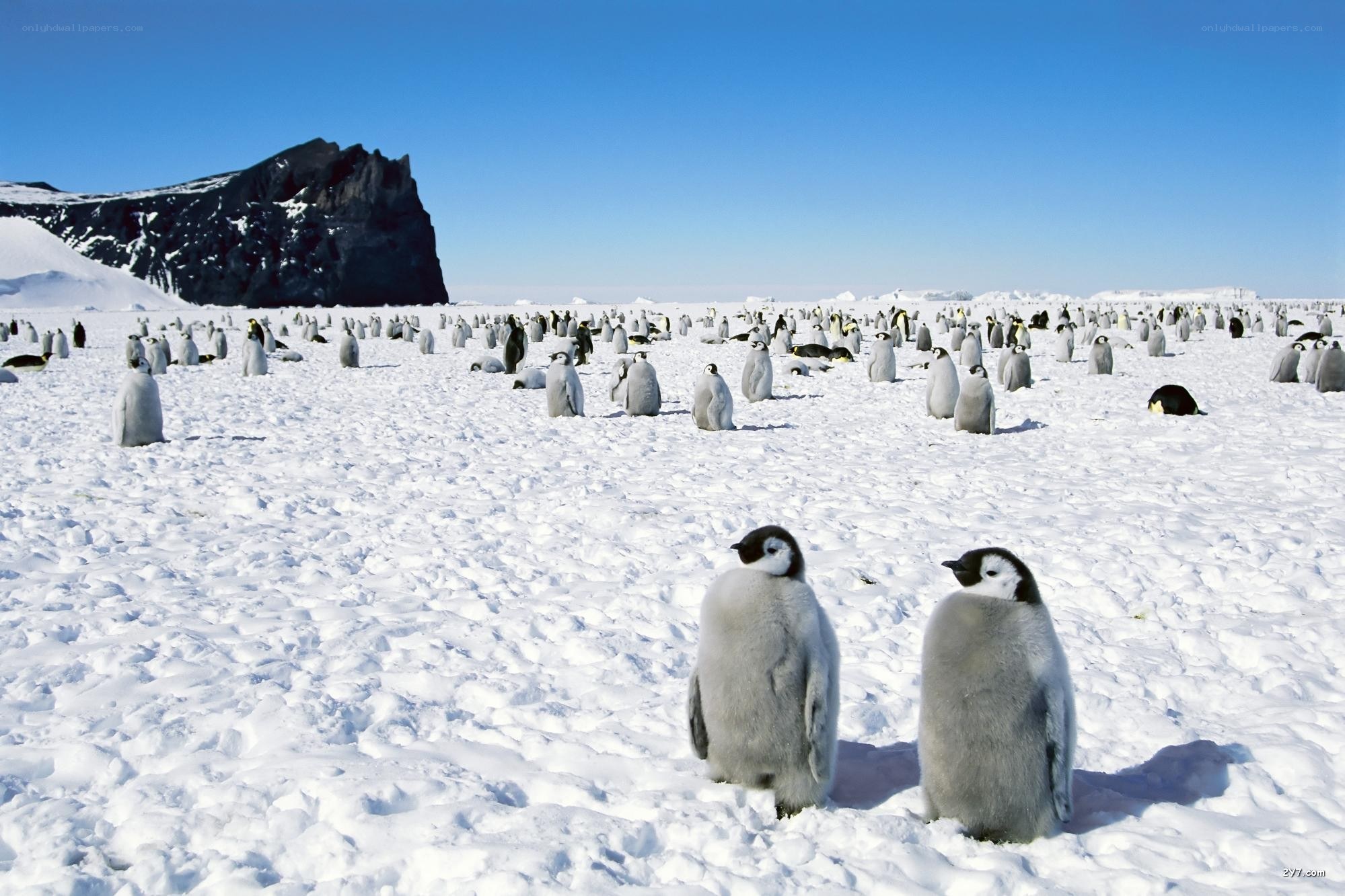 Penguin chicks on snowy landscape