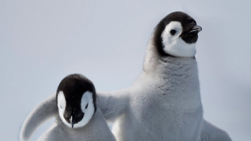Penguin Chicks