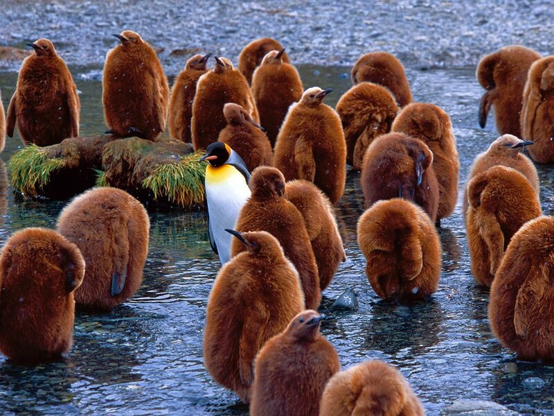 Penguin chicks with adult