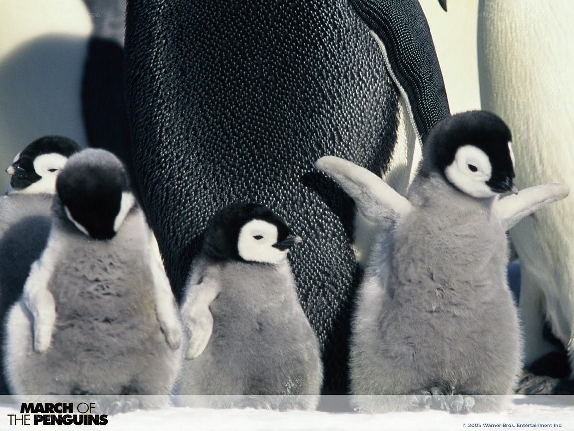 Penguin chicks with parent