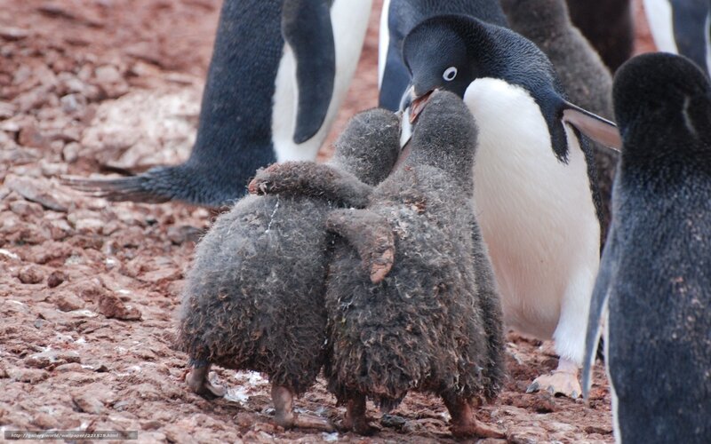 Penguin chicks with parent