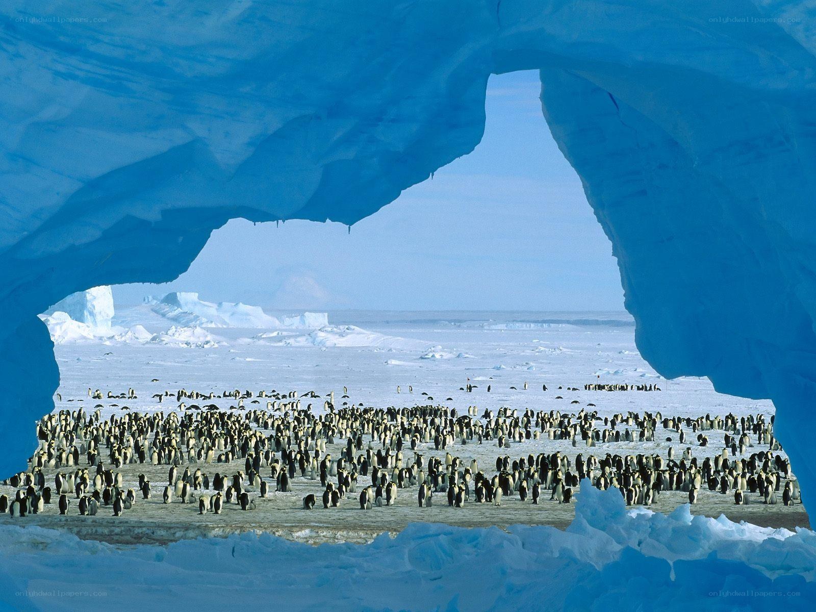 Penguin colony in Antarctica