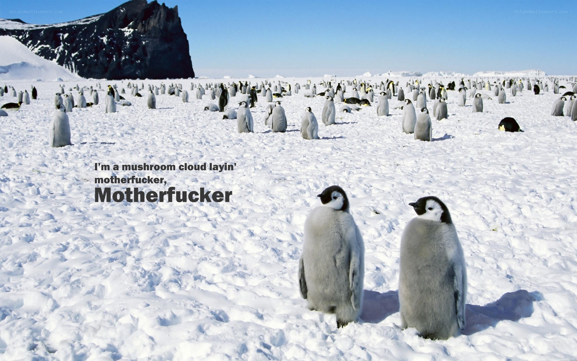 Penguin colony in Antarctica