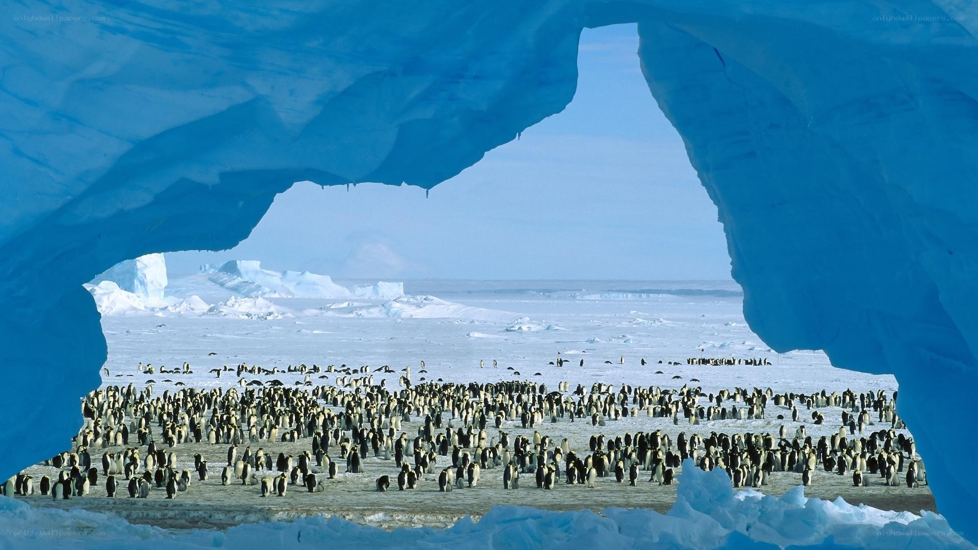 Penguin colony in Antarctica