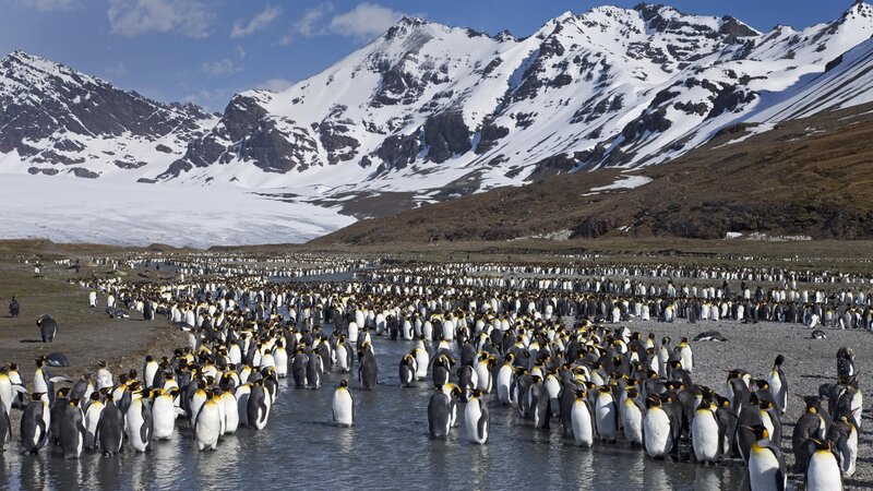 Penguin colony in Antarctica