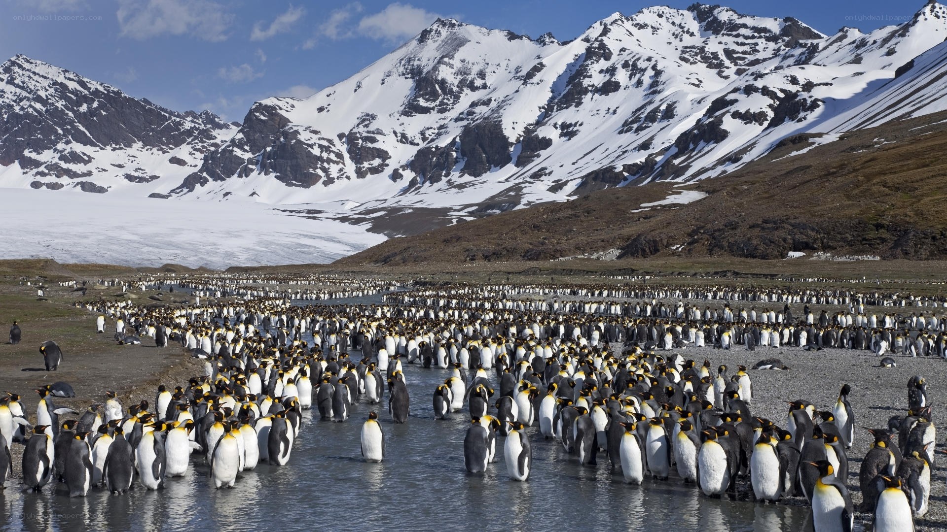 Penguin colony in Antarctica