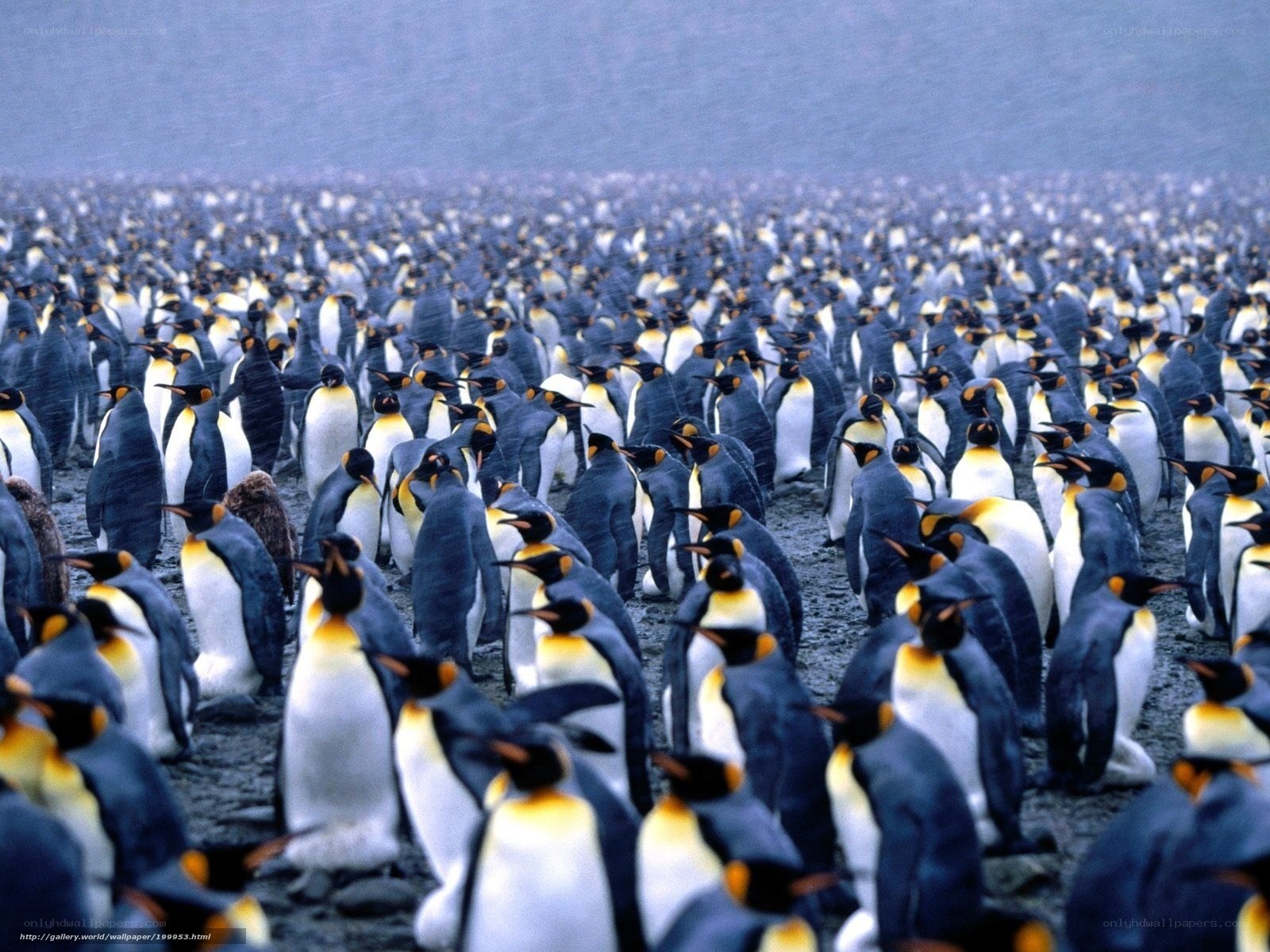 Penguin colony in snowstorm