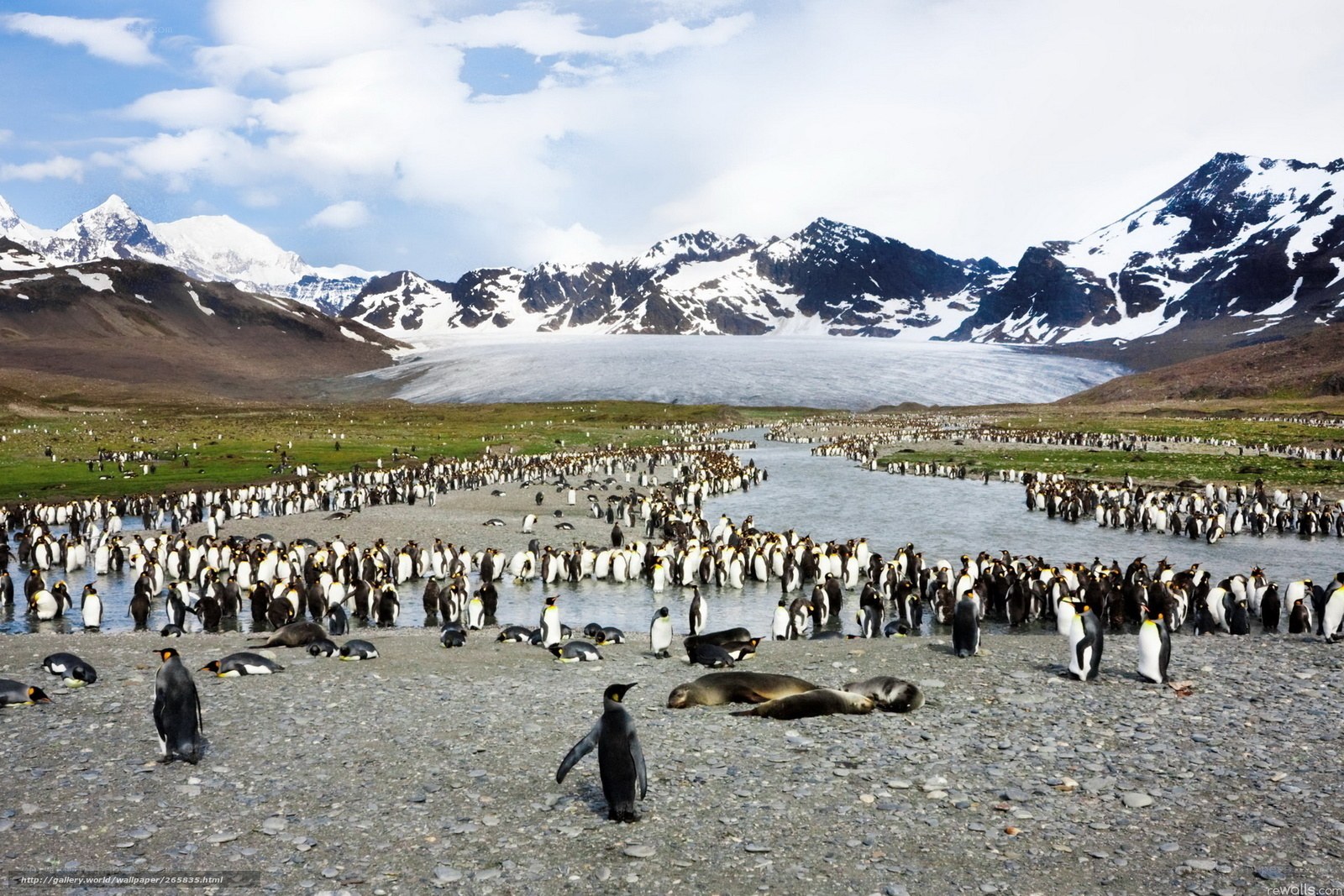 Penguin colony near glacier