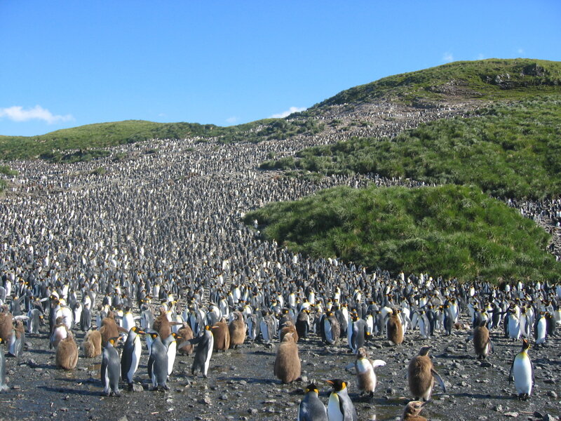 Penguin colony on a hillside