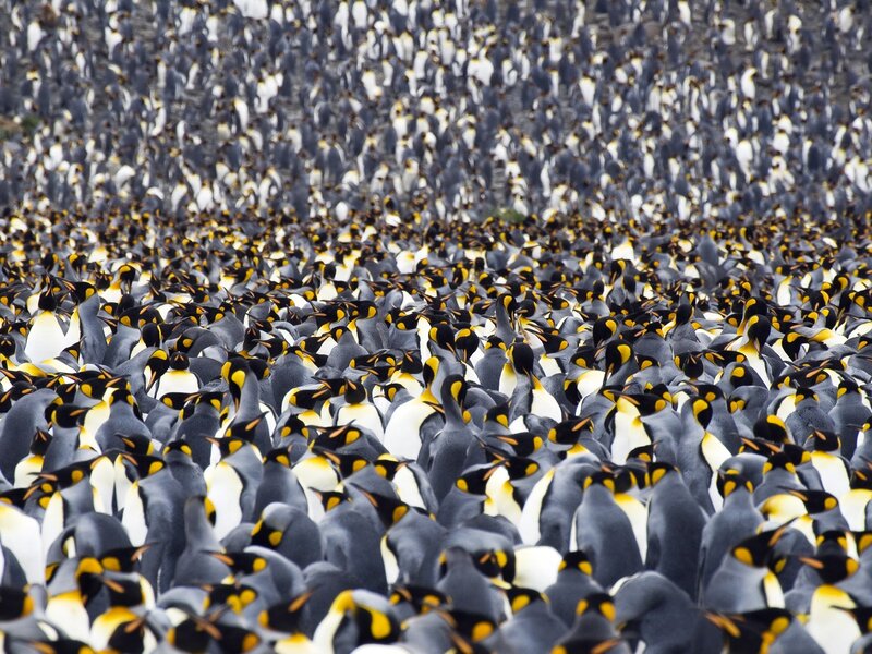Penguin colony on a rocky shore