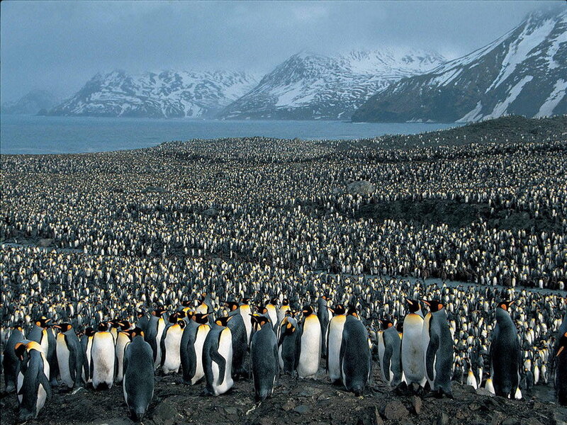 Penguin colony on a rocky shore