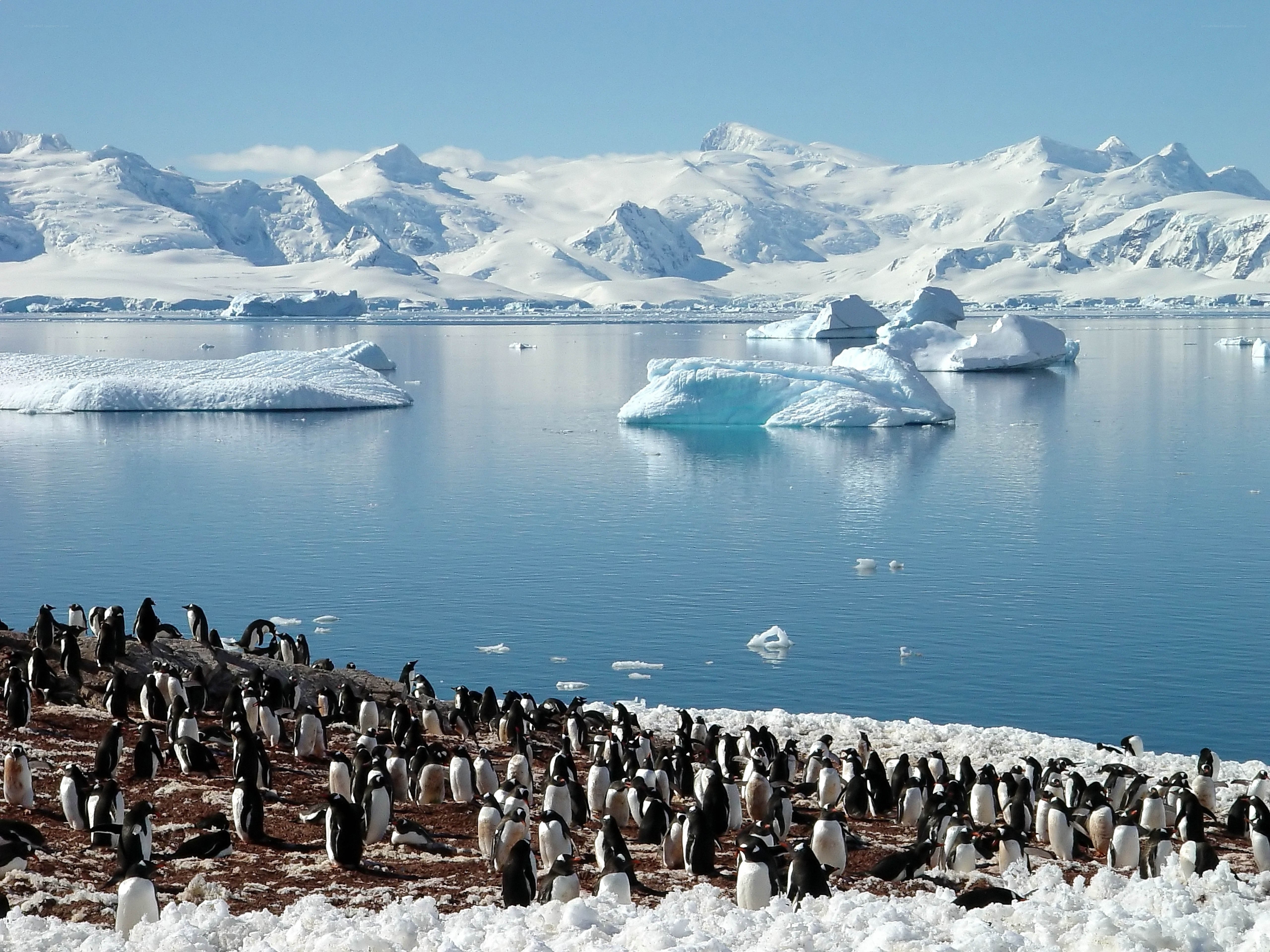Penguin colony on Antarctic shore