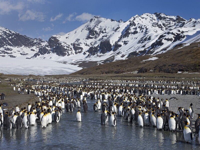 Penguin Colony on Beach — Blue