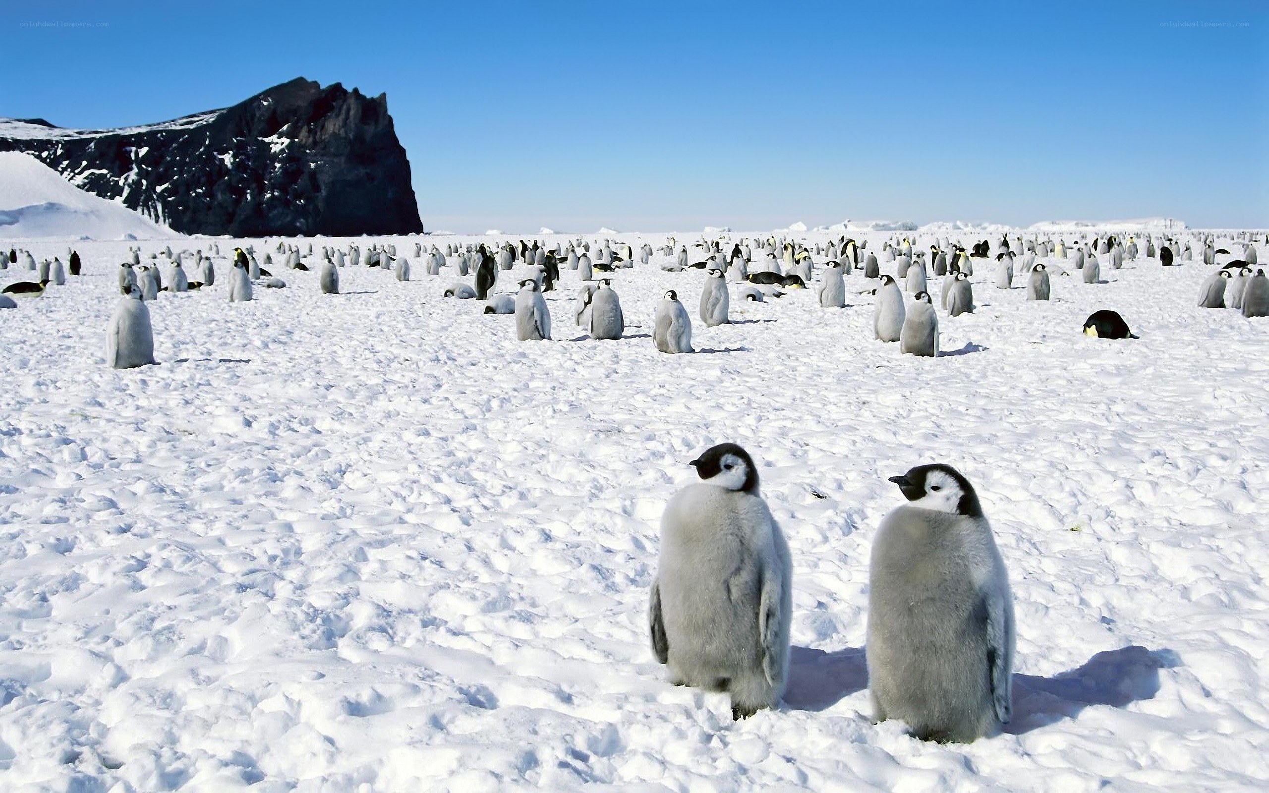 Penguin colony on ice