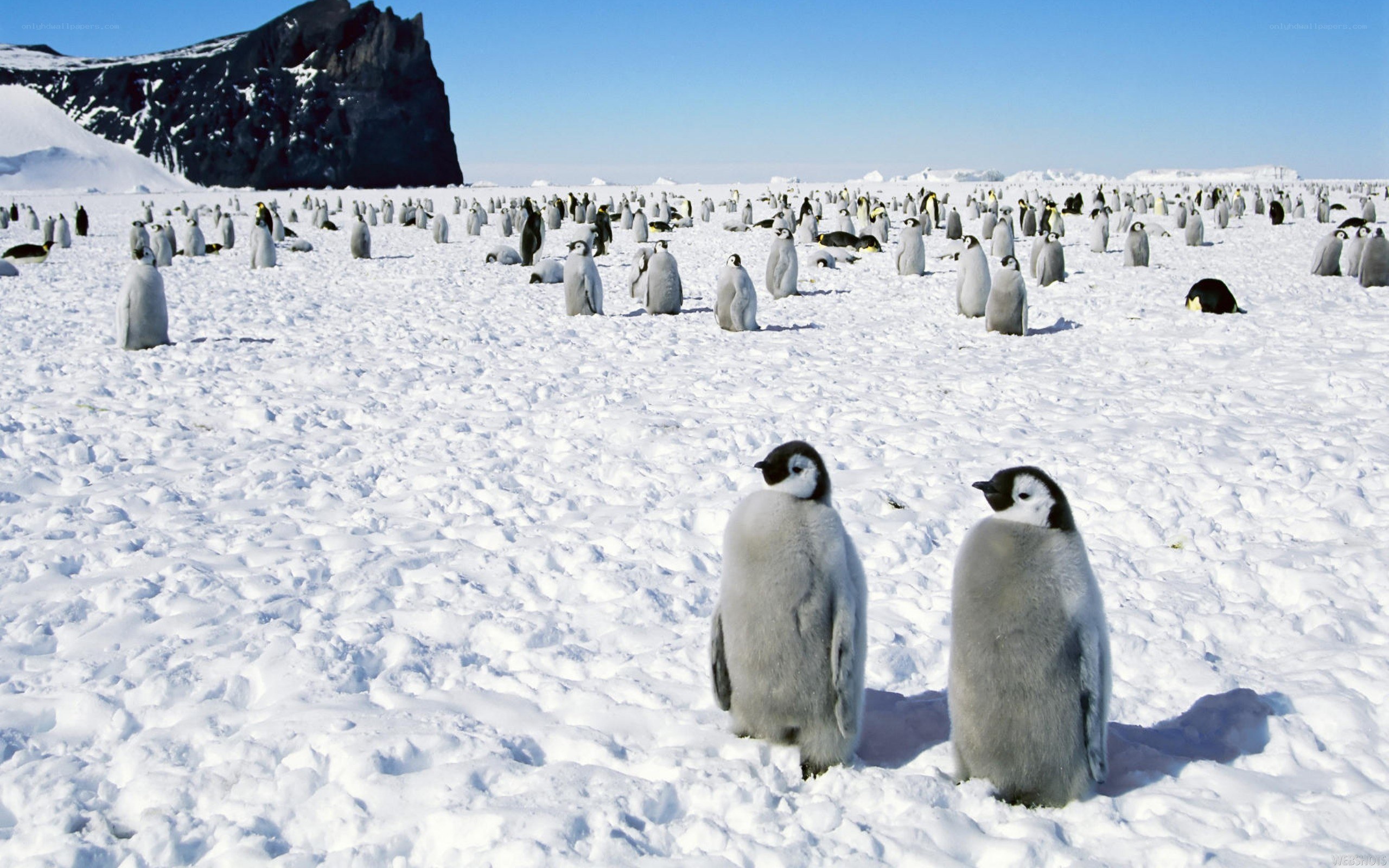 Penguin colony on ice