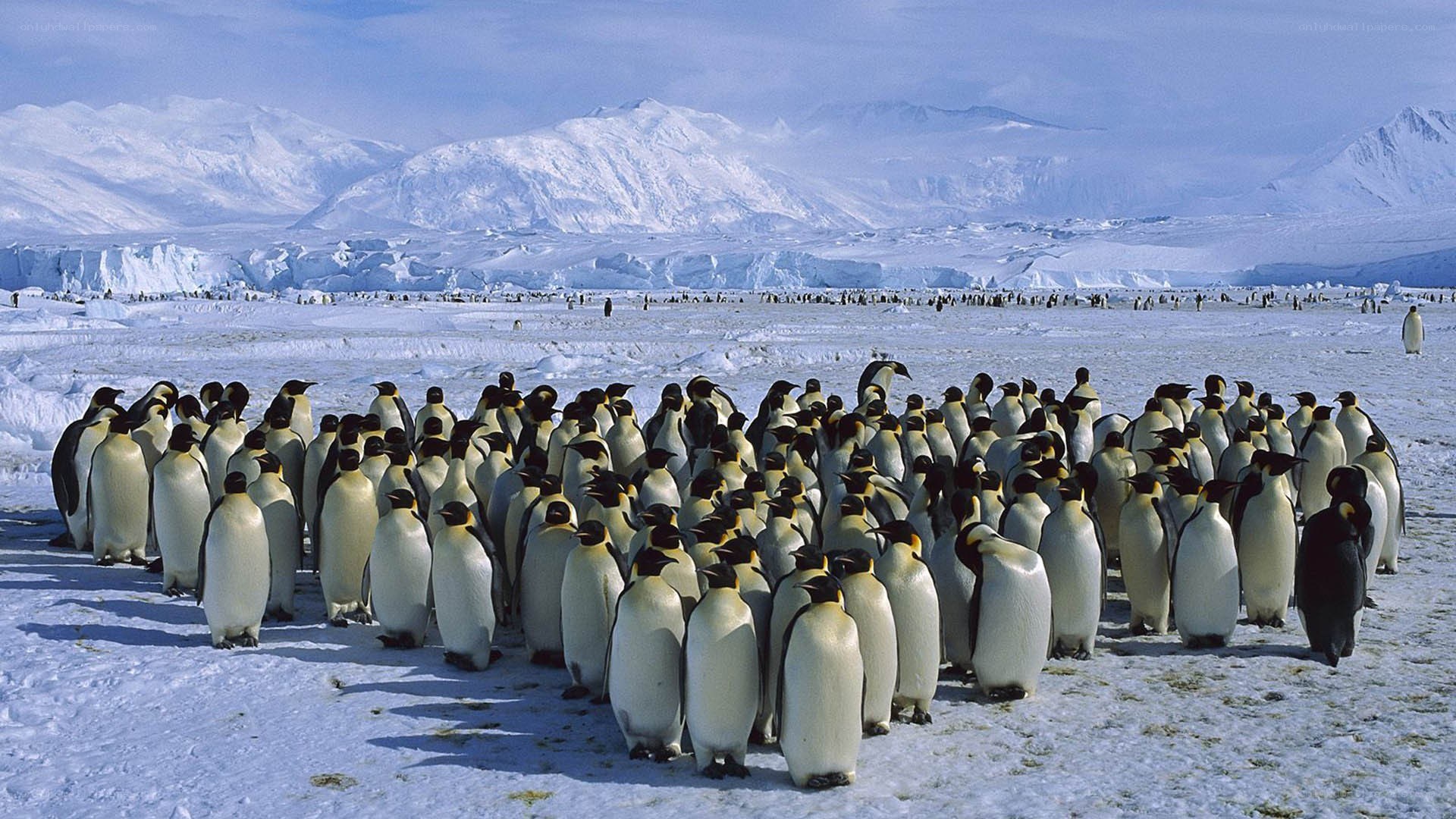 Penguin colony on ice