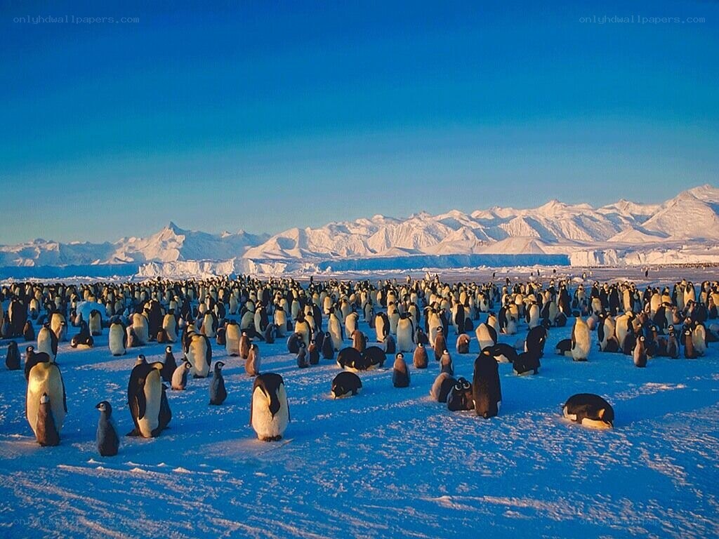 Penguin colony on ice