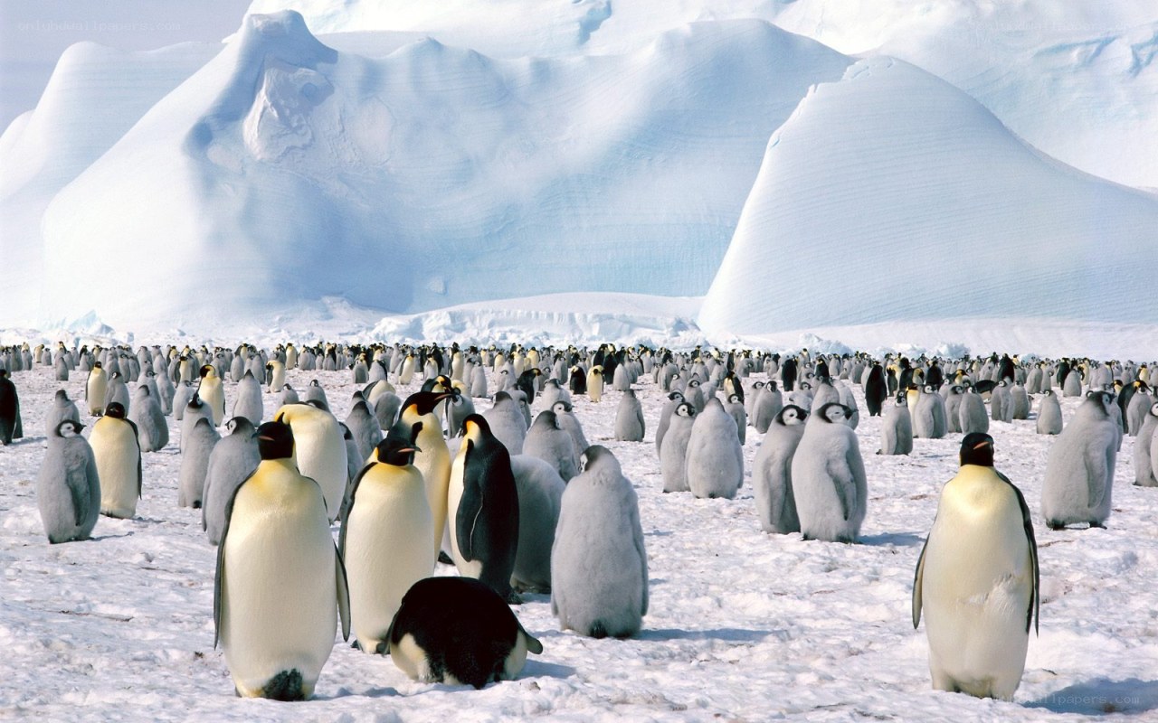 Penguin colony on ice