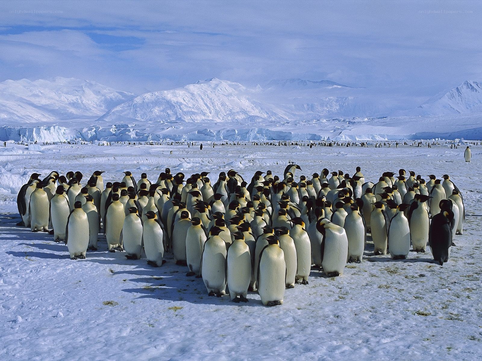 Penguin colony on ice