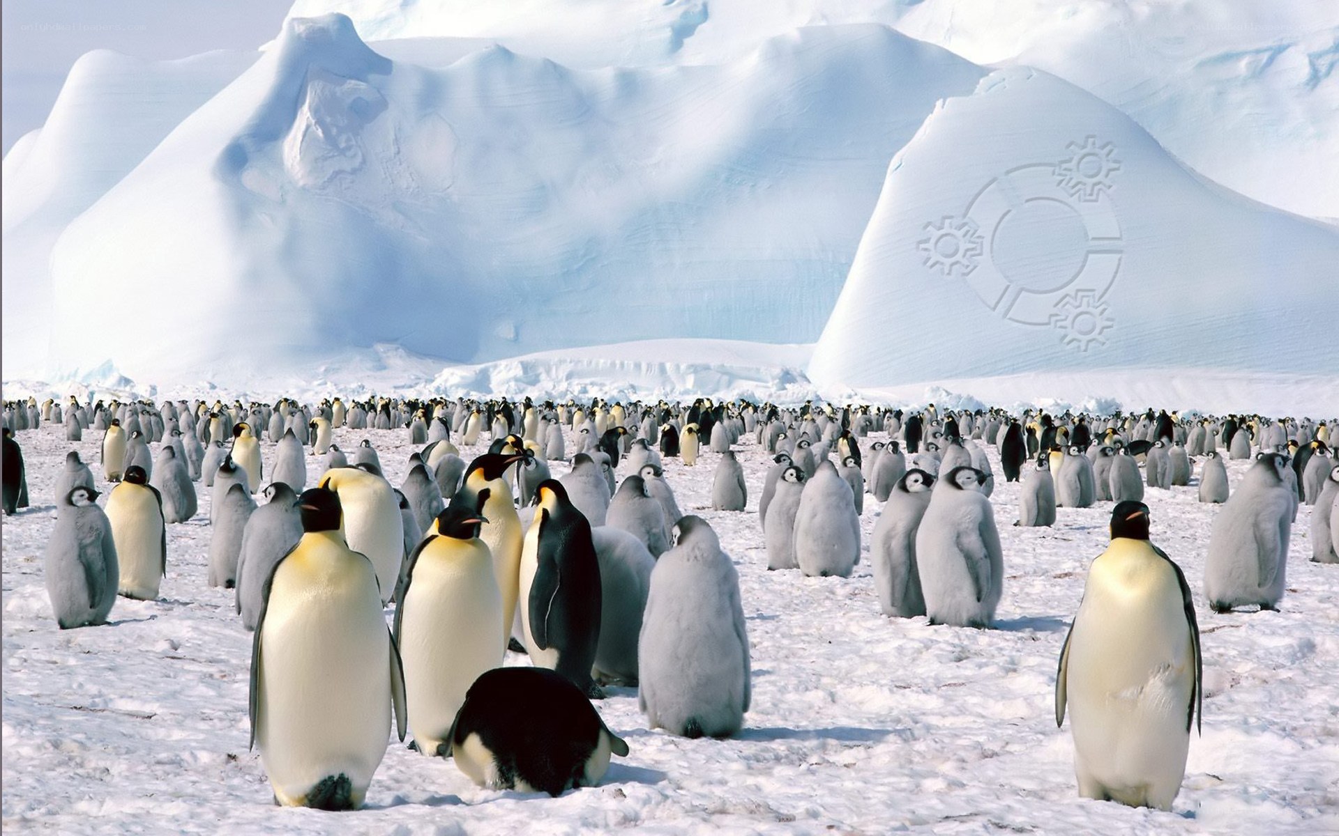 Penguin colony on ice