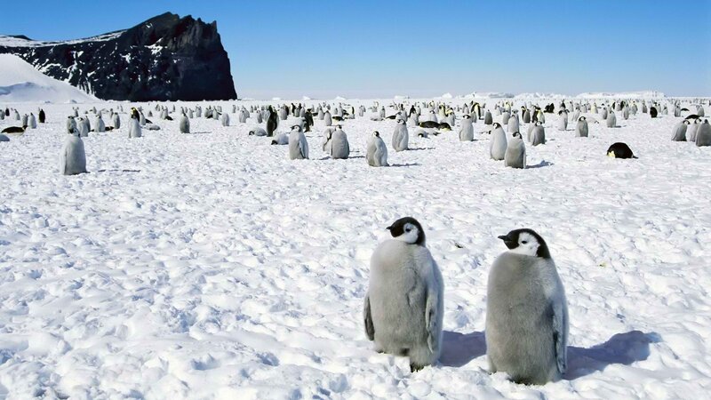 Penguin colony on ice