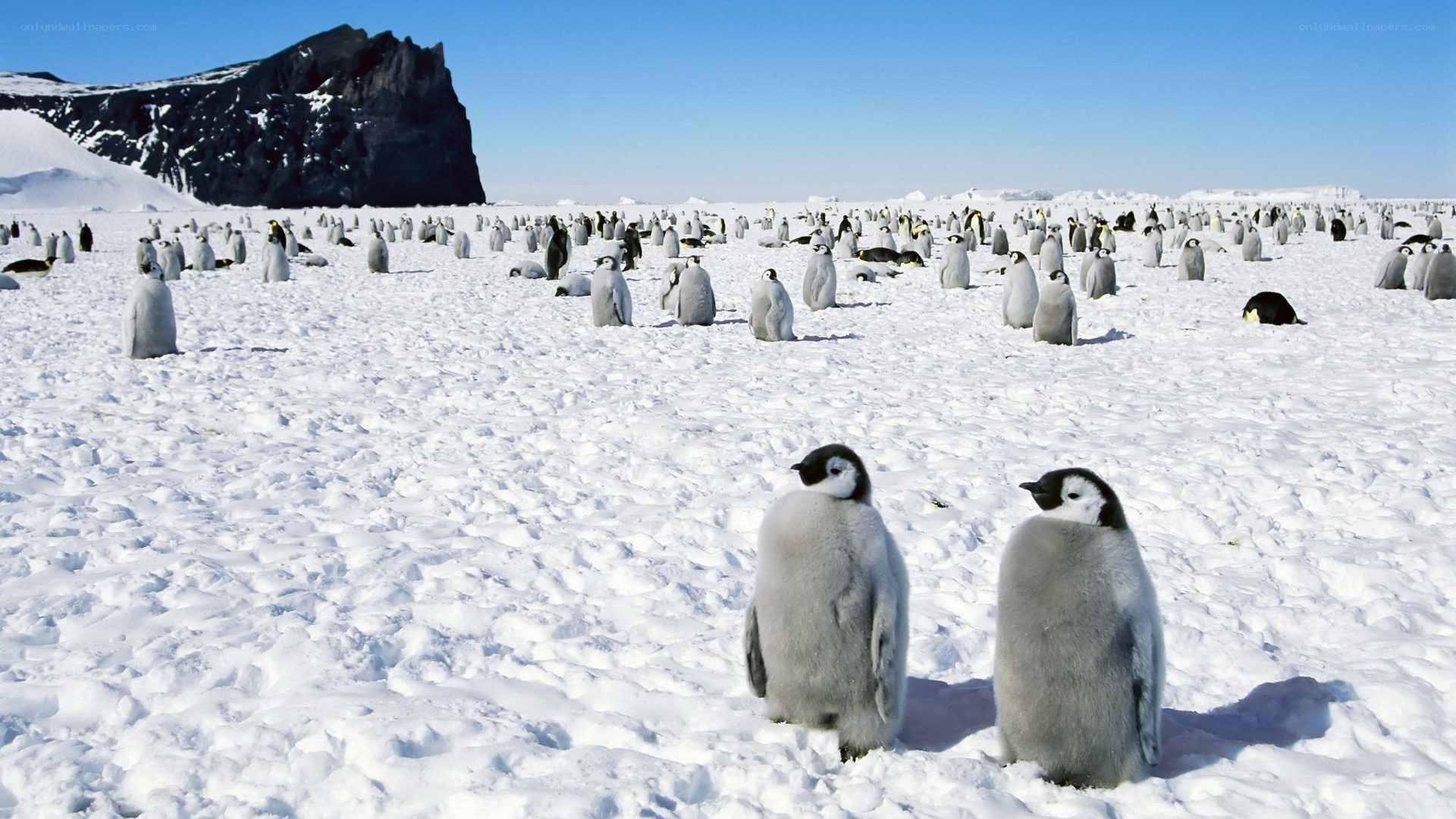 Penguin colony on ice