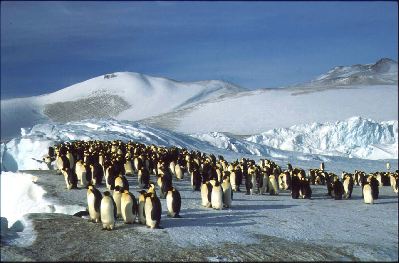 Penguin Colony on Ice — Blue