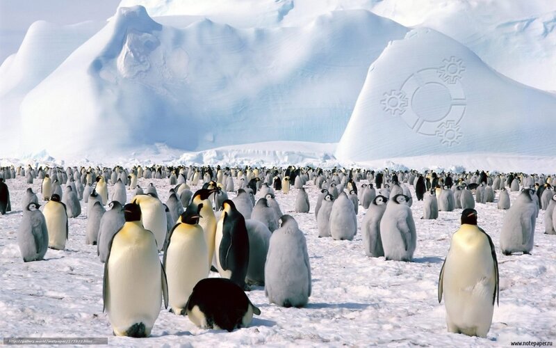 Penguin Colony on Ice — White, Cold