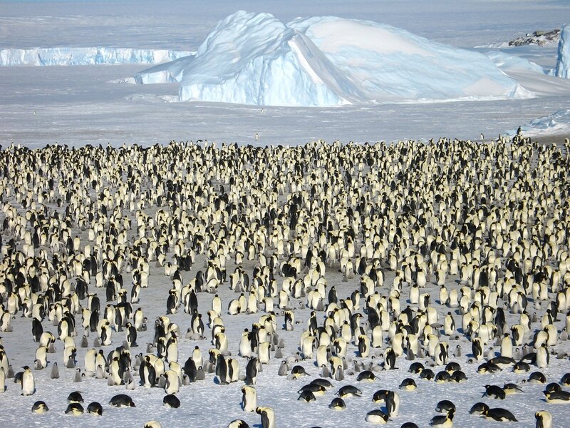 Penguin Colony on Ice — White