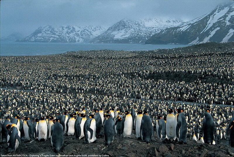 Penguin Colony on Rocks