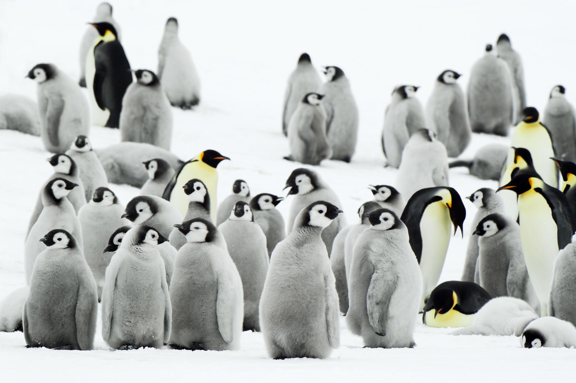Penguin colony on snow