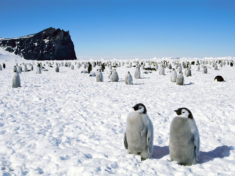Penguin colony on snow