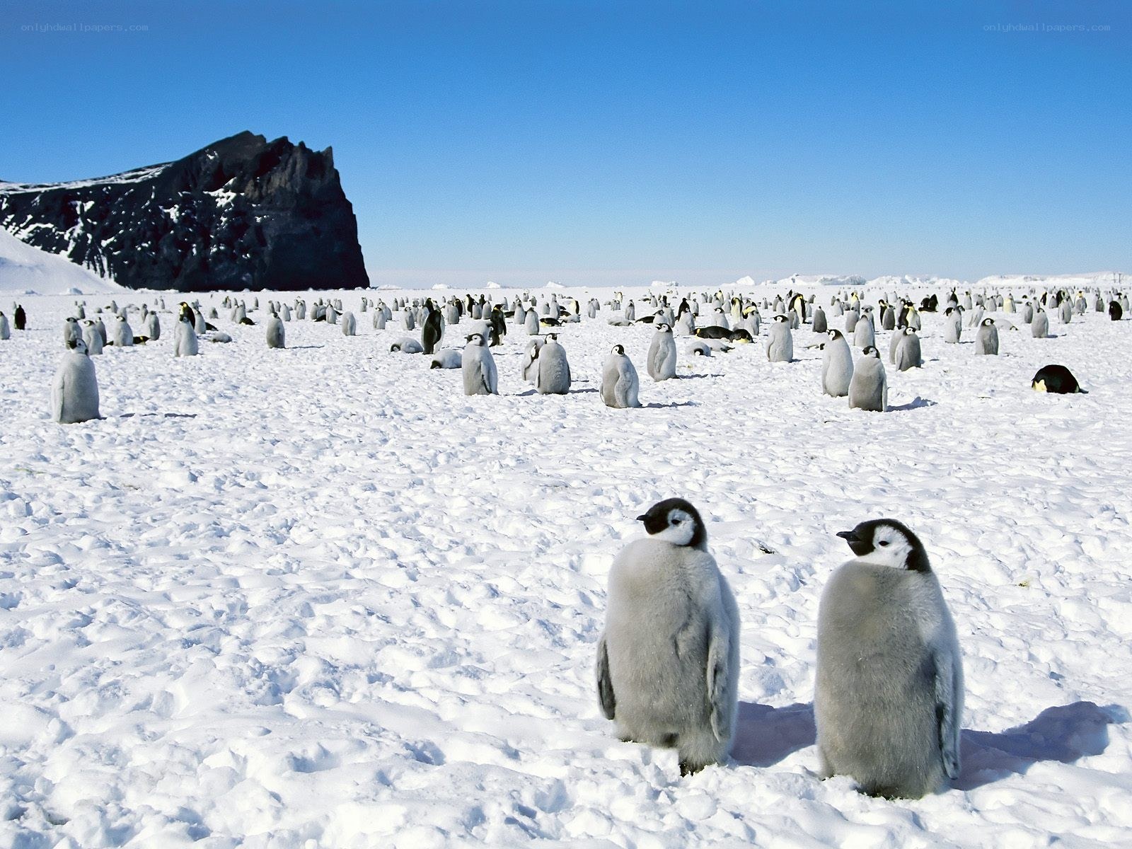 Penguin colony on snow