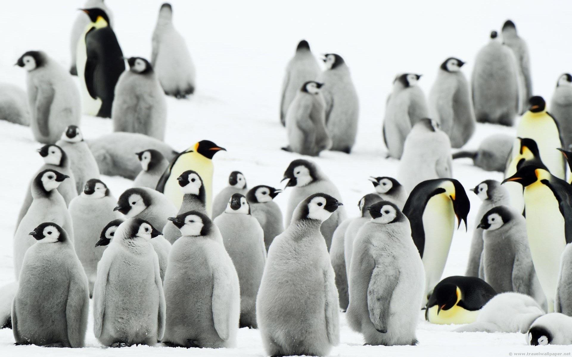 Penguin colony on snow