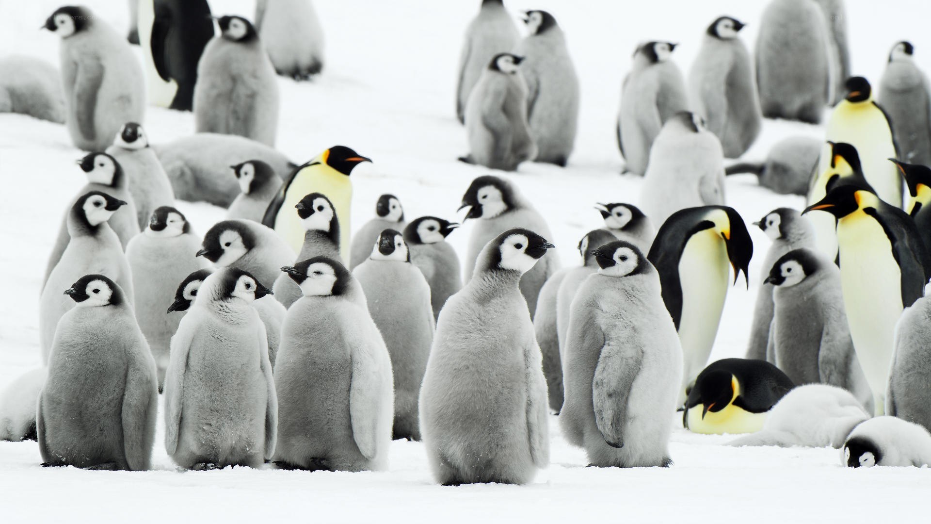 Penguin colony on snow