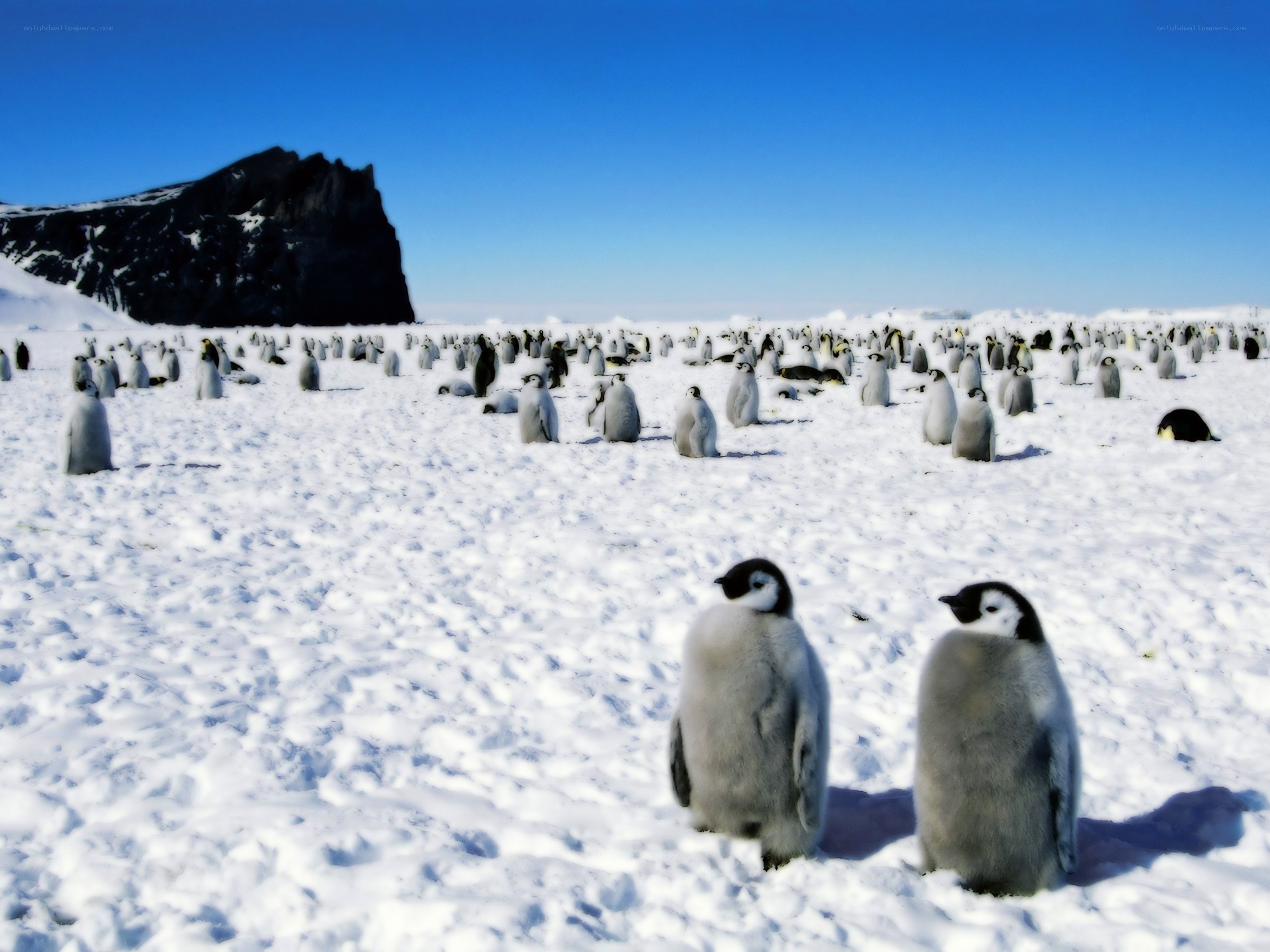 Penguin colony on snow