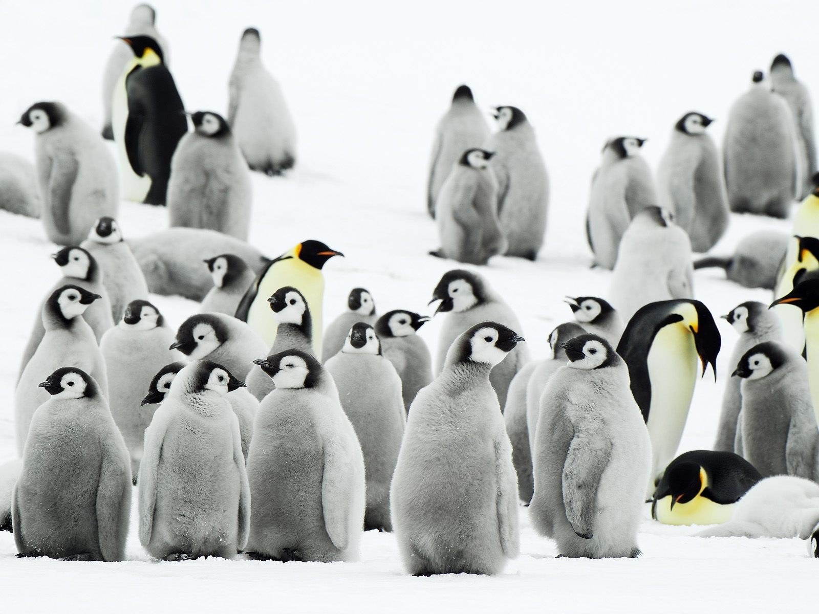 Penguin colony on snow