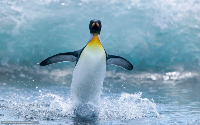 Penguin emerging from water