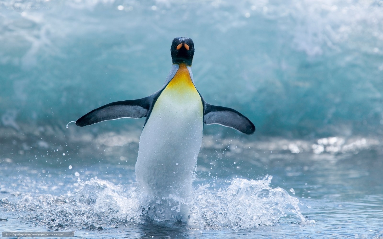 Penguin emerging from water