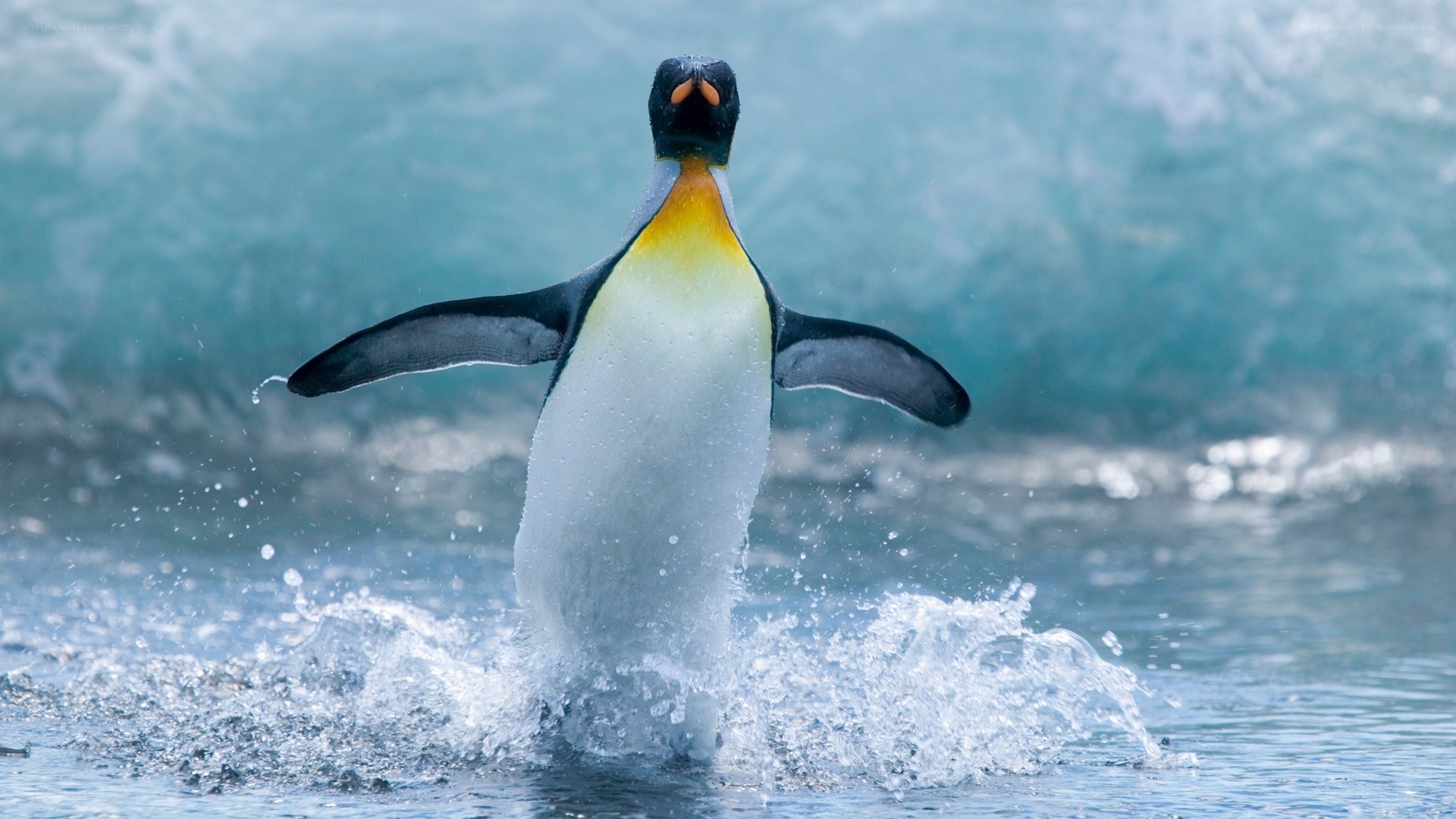 Penguin emerging from water