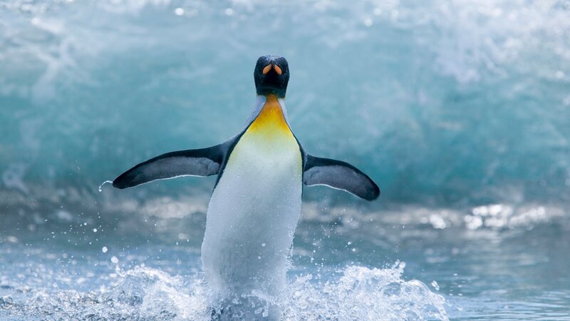 Penguin emerging from water