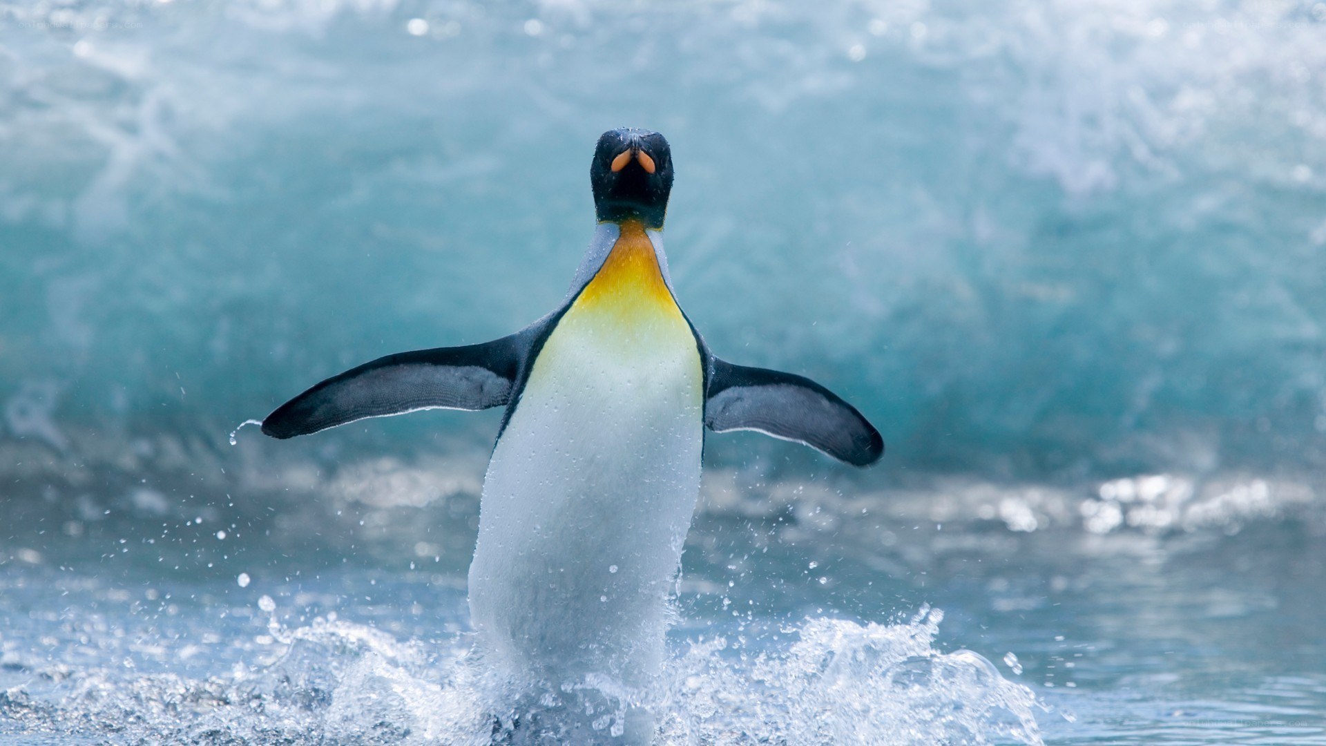 Penguin emerging from water