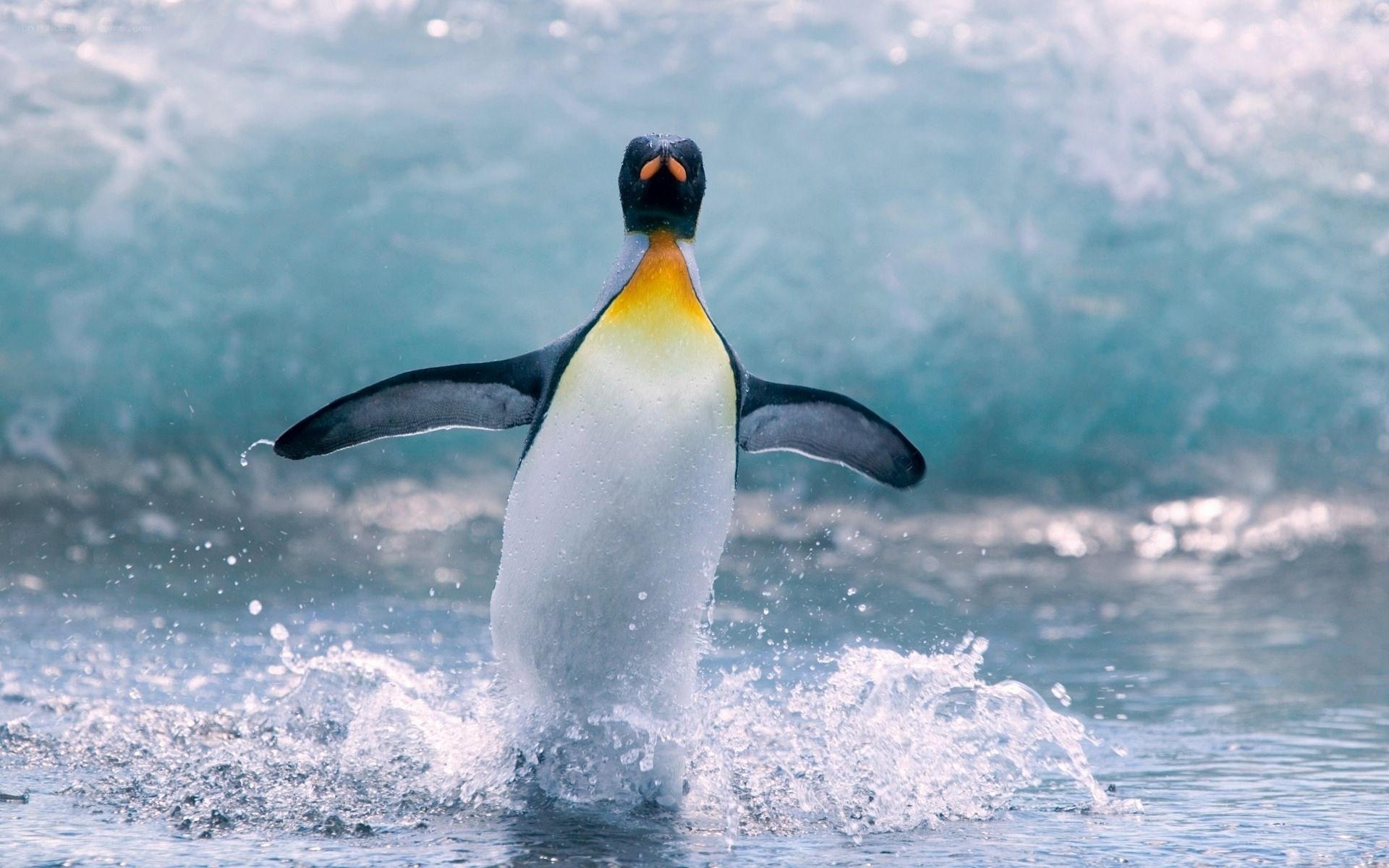 Penguin emerging from water