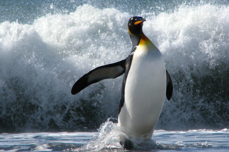 Penguin emerging from waves