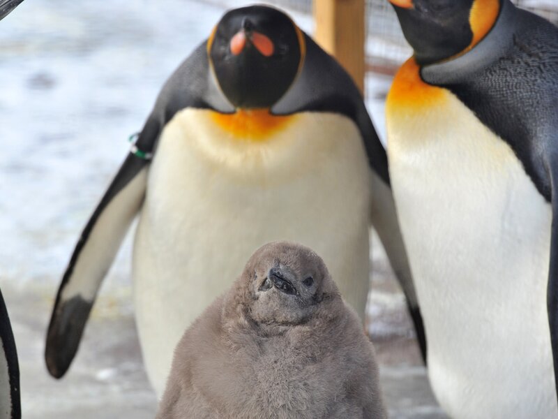 Penguin family in snow