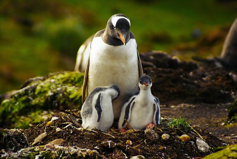 Penguin family on a nest